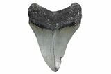 Serrated, Fossil Megalodon Tooth - North Carolina #357368-1